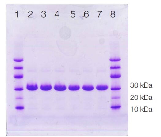 One visible band at 31 kDa.<br />Lane 1 and 8: MW marker<br />Lane 2-7: Lot specific PHA-L